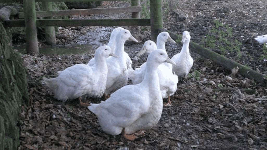 Aylesbury duck history