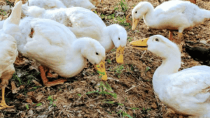 Can Ducks Eat Peanut Butter