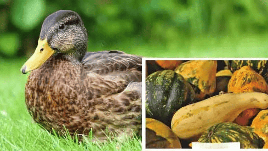 Can Ducks Eat Squash