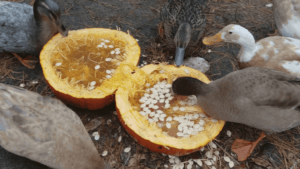 Can Ducks Eat Squash