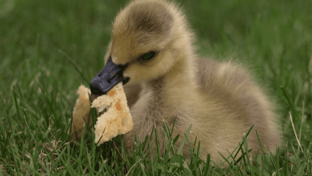 Common Myths About Feeding Peanut Butter to Ducks