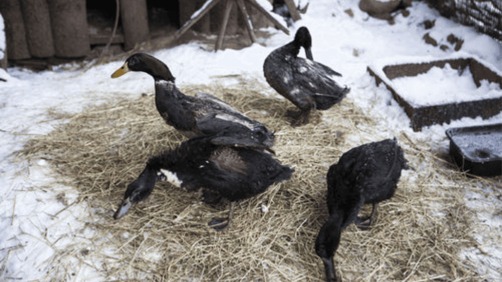 Do Ducks Get Cold