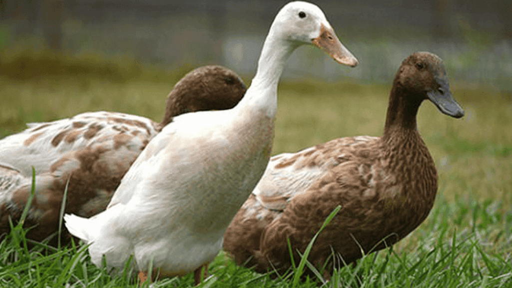 Duck Breeds for Every Backyard Farmer