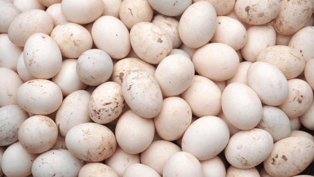 Duck Egg Breeds with Unique Egg Coloring