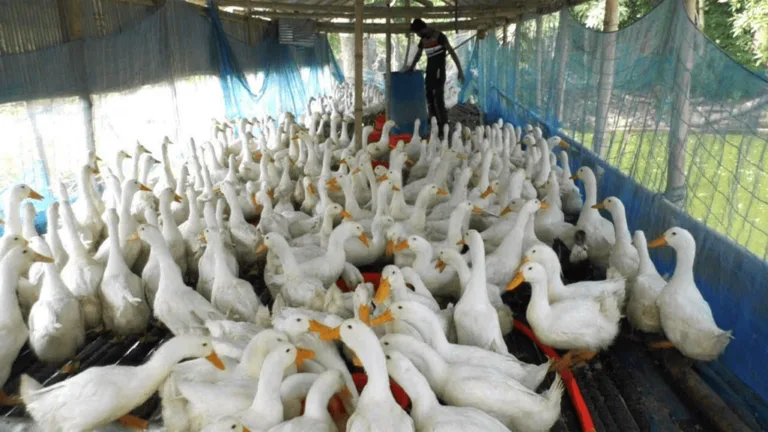 Complete Guide to Duckery Farming: Best Practices and Tips 13 Duckery Farming