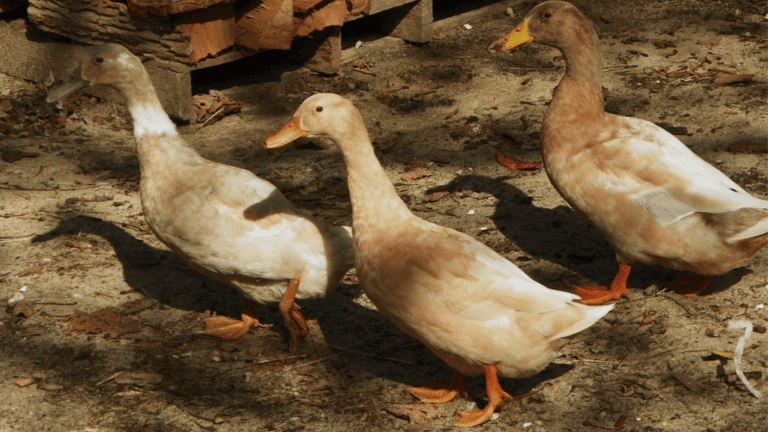 Ducks for Meat: Best Breeds and Practices 1 Ducks for Meat