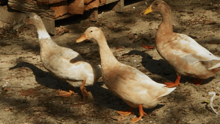Ducks for Meat