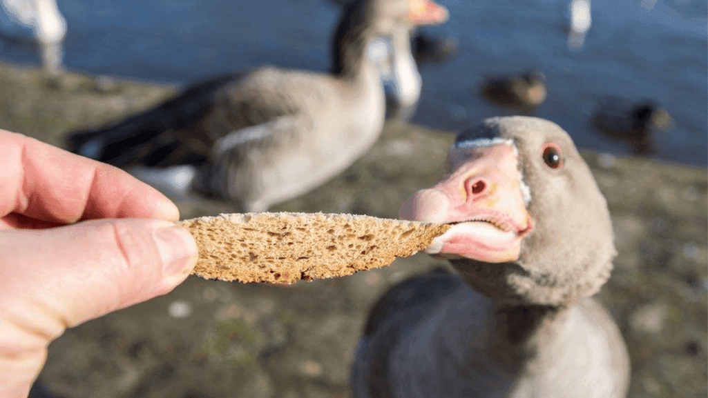 Foods to Avoid Feeding Ducks