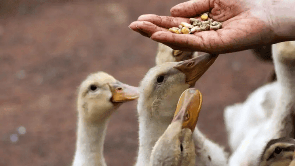 Foods to Avoid in a Duck’s Diet