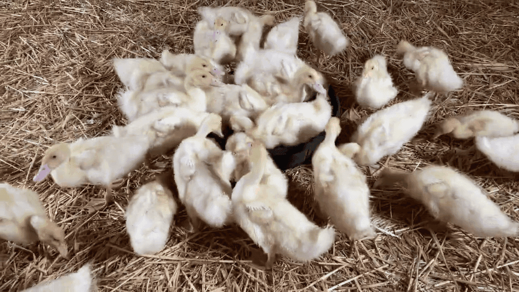 Health Benefits of Squash for Ducks