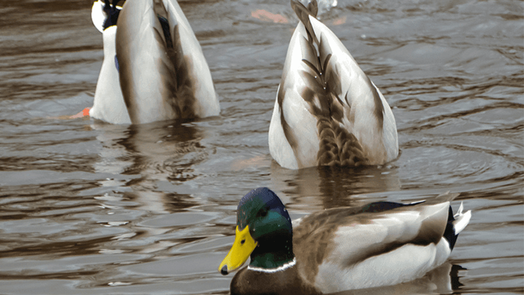 How Dabbling and Diving Ducks Differ
