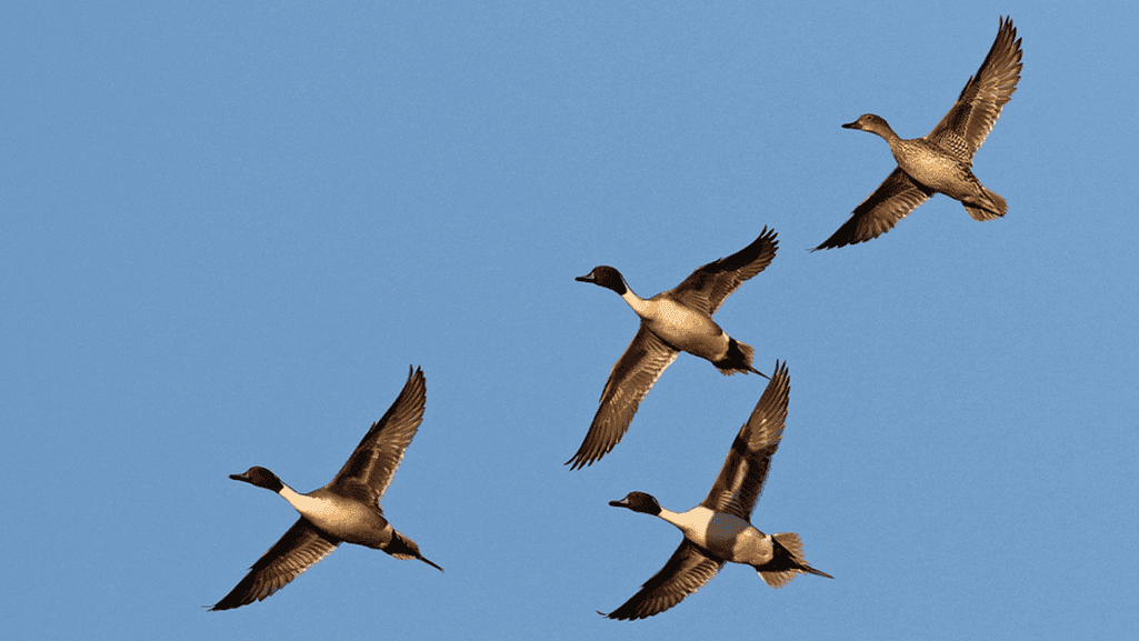 How Ducks Navigate Their Migration Routes