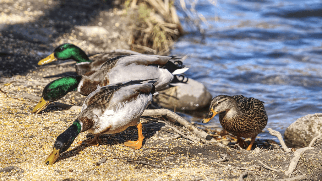 How Often Should Ducks Eat Peanut Butter