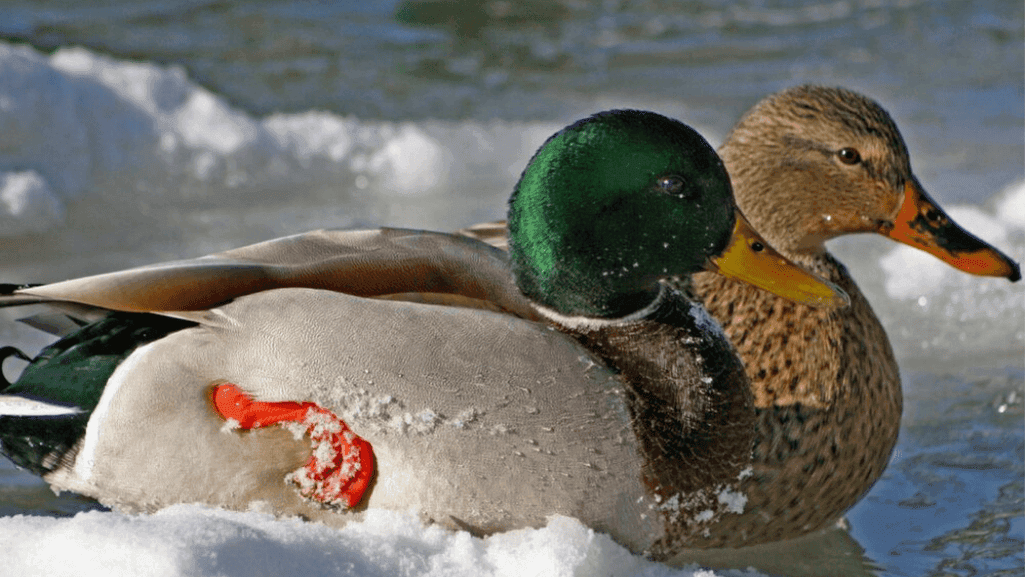 How to Keep Ducks Warm in Winter