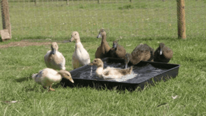 How to Keep Ducks