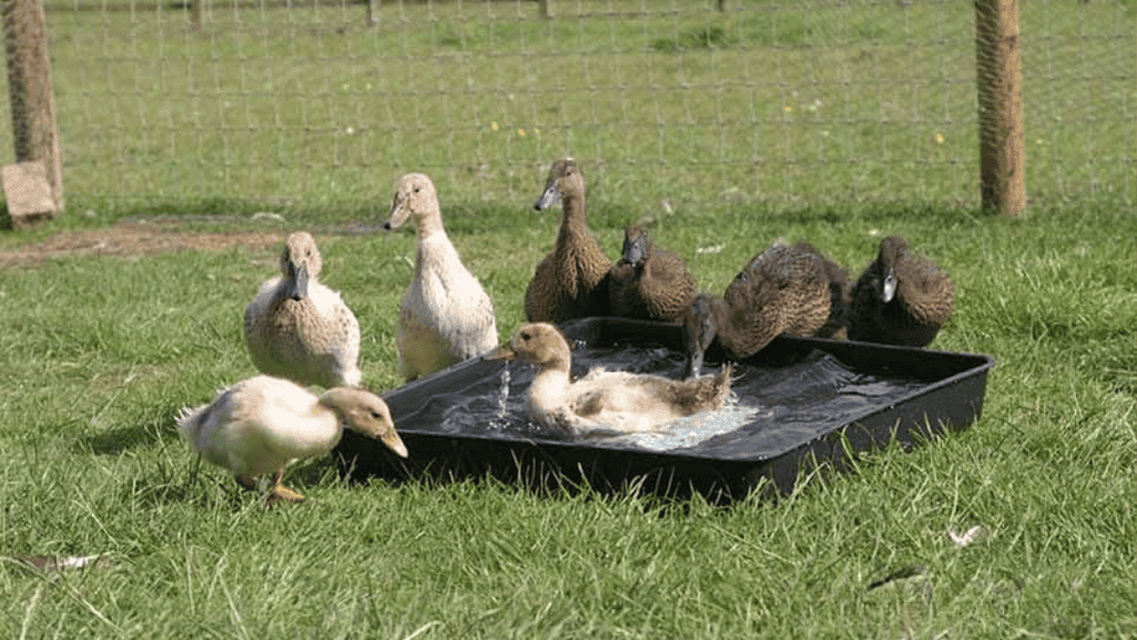 How to Keep Ducks
