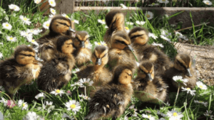 How to Take Care of Duck