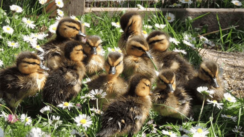 How to Take Care of Duck