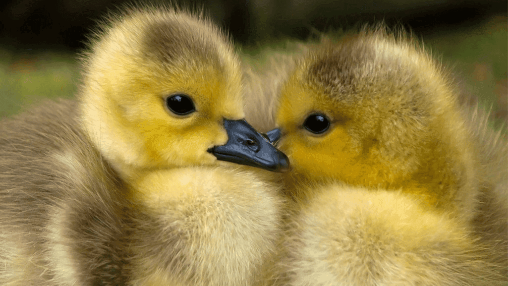 How to Take Care of Ducks: Complete Care Guide 1 How to Take Care of Ducks