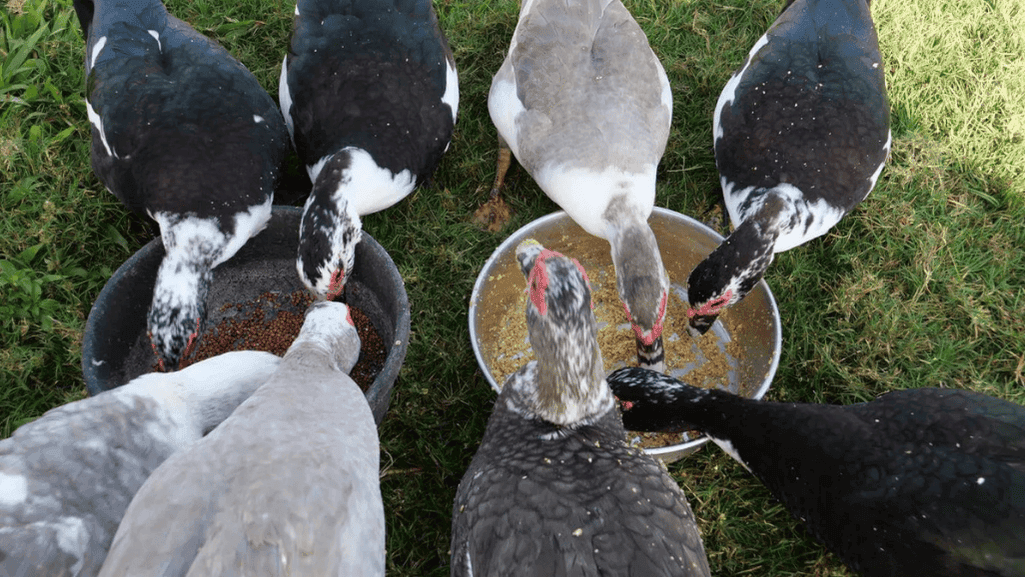 Human Foods Safe for Ducks