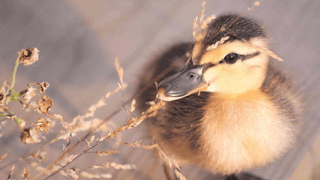 Incorporating Squash into a Balanced Duck Diet