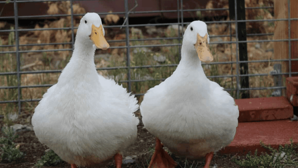 Jumbo Pekin Duck Breeding