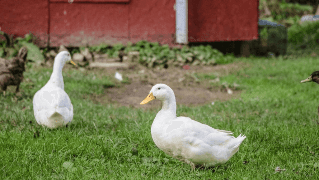 Jumbo Pekin Duck Breeding