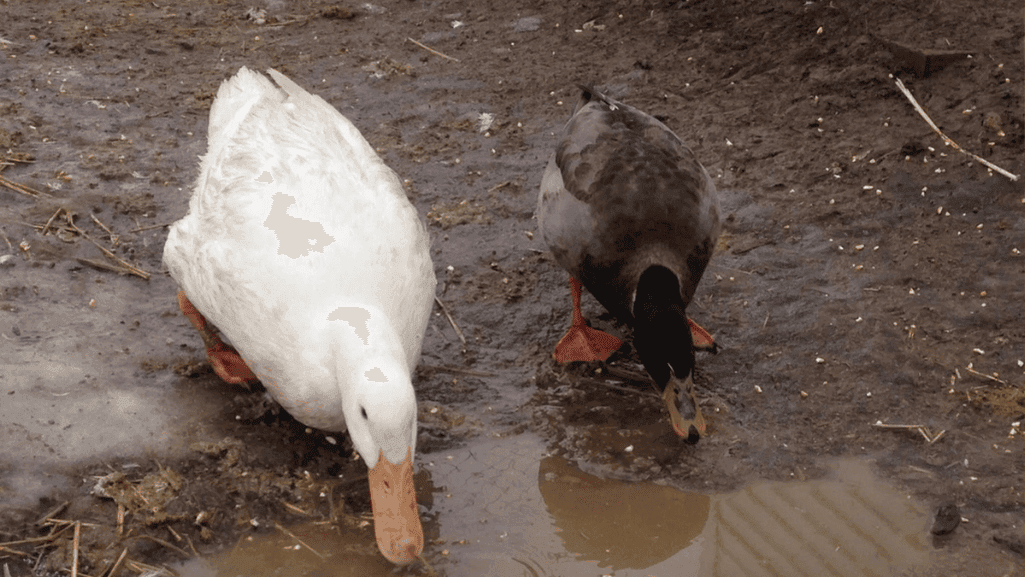 Jumbo Pekin Duck Size
