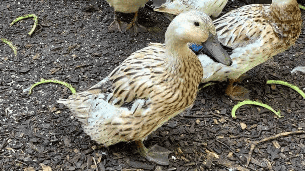 Molting and Color Adaptations
