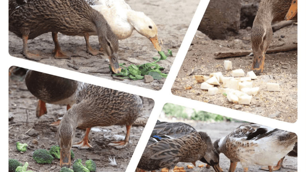 Other Vegetables Ducks Can Safely Eat