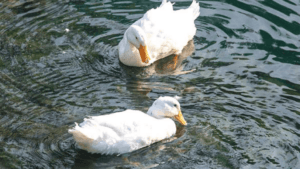 Pekin Duck Characteristics