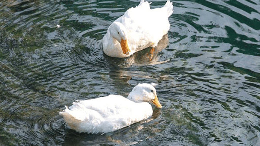 Pekin Duck Characteristics