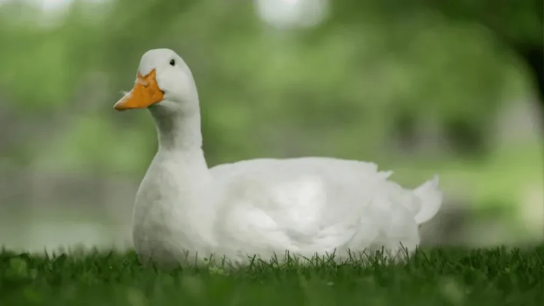 Pekin Duck Weight: Average Growth and Size Expectations 28 Pekin Duck Weight