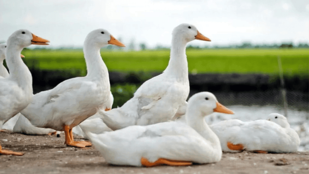 Pekin duck breed comparison
