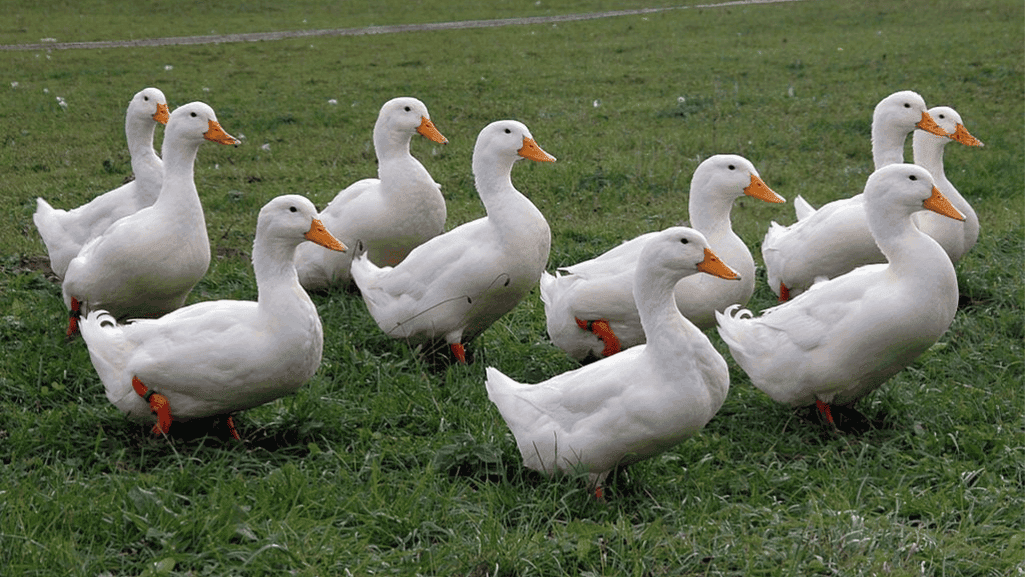 Pekin duck characteristics in detail