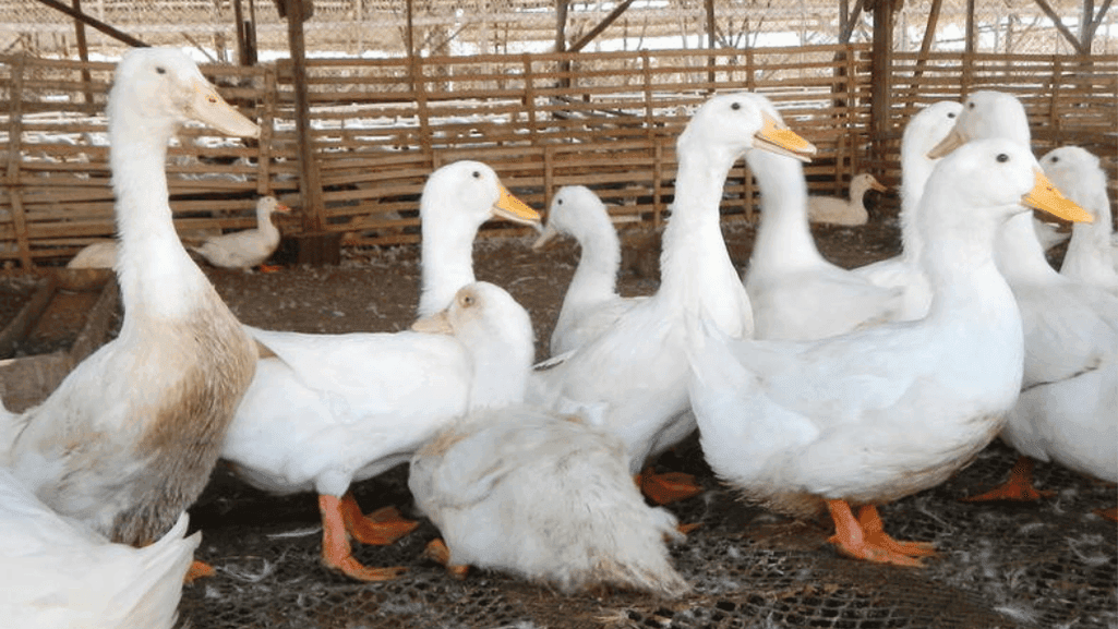 Pekin duck meat production
