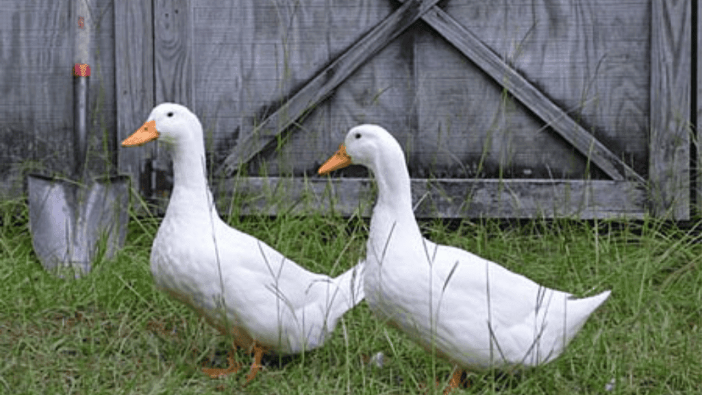 Pekin duck