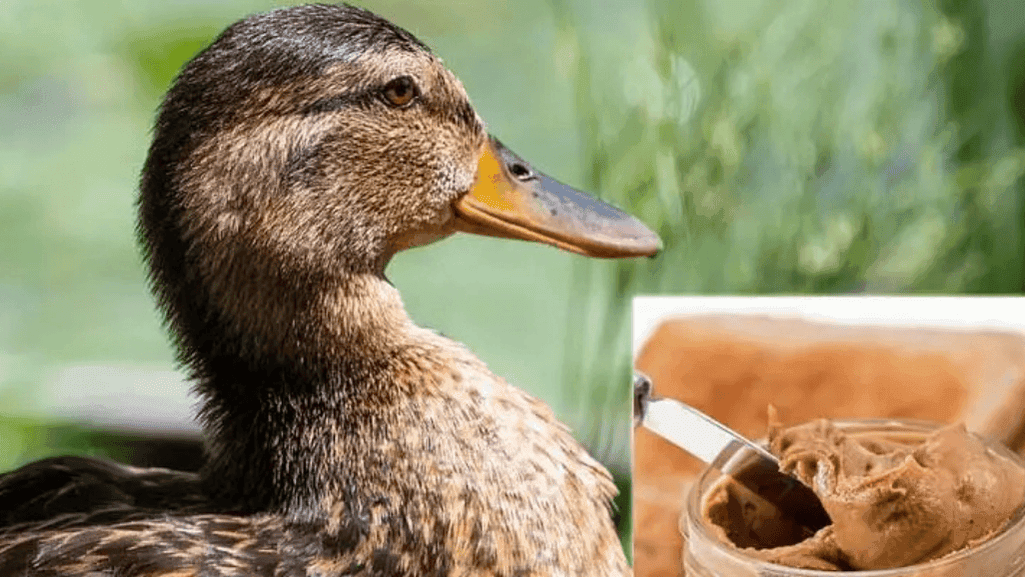 Potential Benefits of Feeding Peanut Butter to Ducks