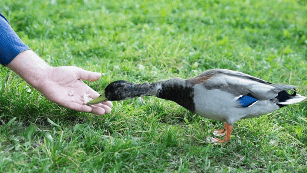 Potential Benefits of Feeding Peanut Butter to Ducksv