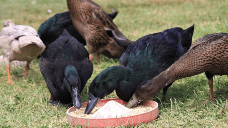 Raising Ducks for Pets: Care, Tips, and Benefits 1 Raising Ducks for Pets