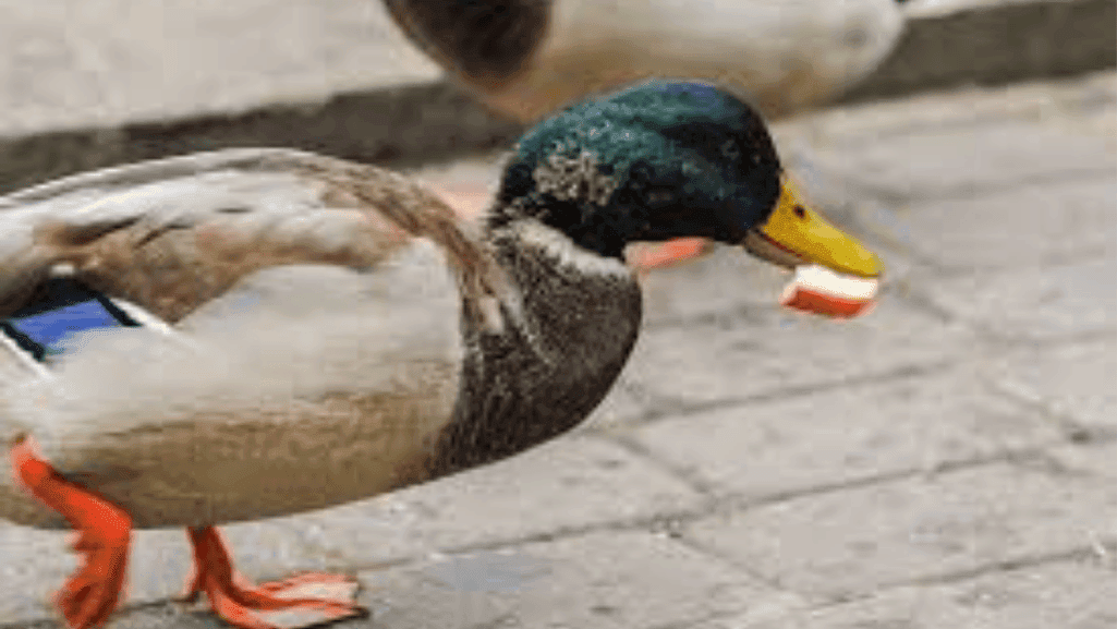 Signs Your Duck Might Not Tolerate Peanut Butterv