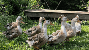 Silver Appleyard Duck Breed