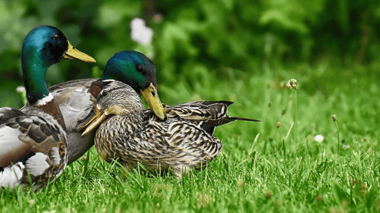 A Complete Guide to Taking Care of a Pet Duck 1 Taking Care of a Pet Duck