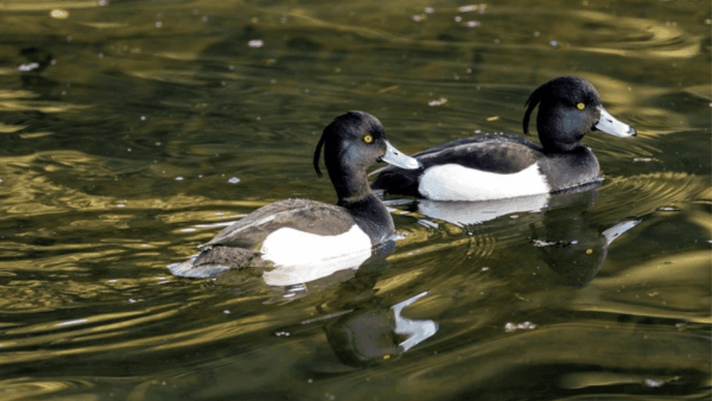 The Role of Aquatic Plants and Invertebrates