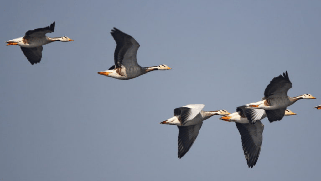 Types of Migratory Ducks and Their Habits