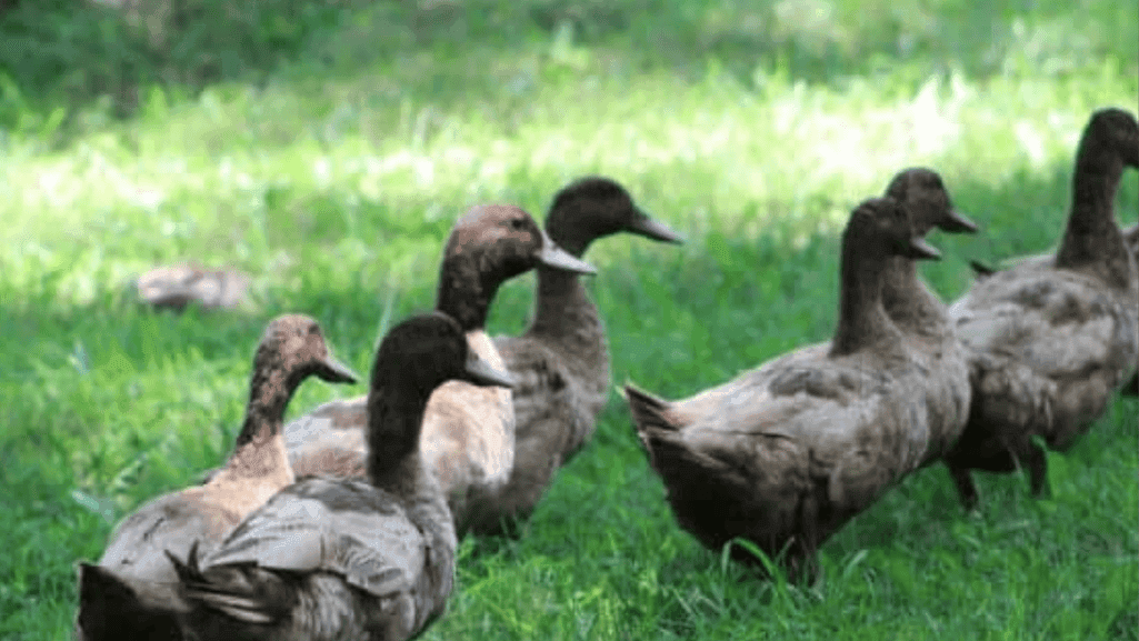 What Do Ducklings Eat? Best Foods for Healthy Growth 1 What Do Ducklings Eat
