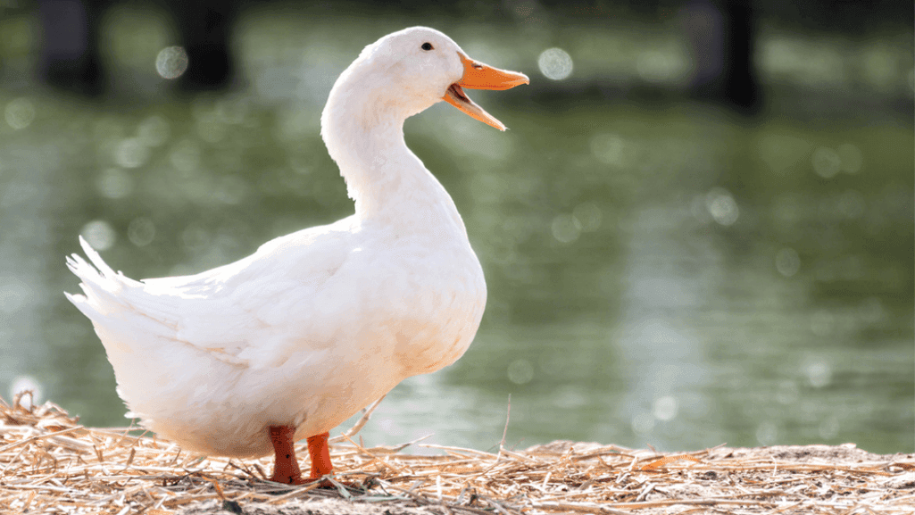What Do Ducks Eat