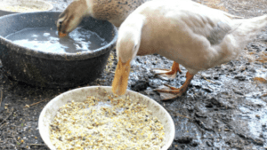 What to Feed Ducks at Home