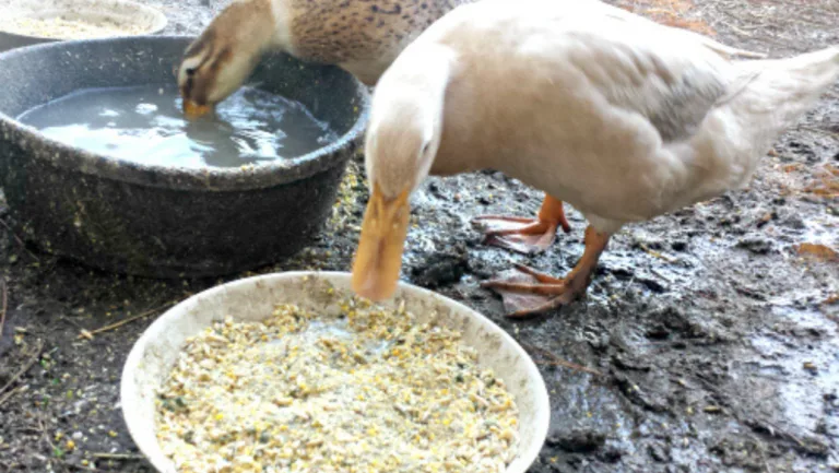 What to Feed Ducks at Home: Safe and Healthy Food Options 49 What to Feed Ducks at Home