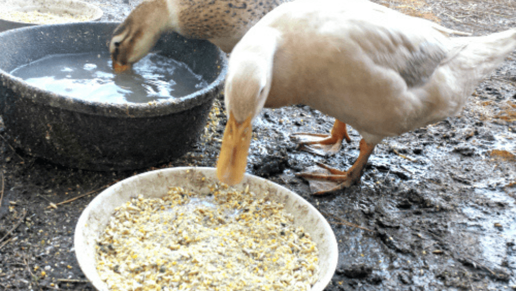 What to Feed Ducks at Home